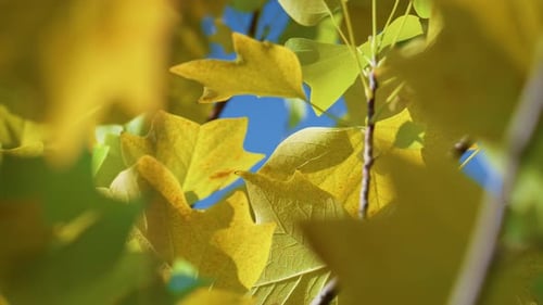 Sunlit Maple Leaf Swinging Wind Sunny Autumn Day Close Up. Dry Yellow