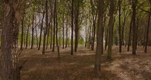 Point of view drone shot the camera glides fast between towering green trees on a sunny day 4K50fps