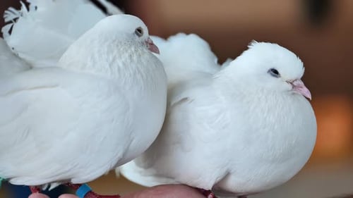 Pareja de palomas blancas posadas en la mano que simbolizan la paz y la pureza