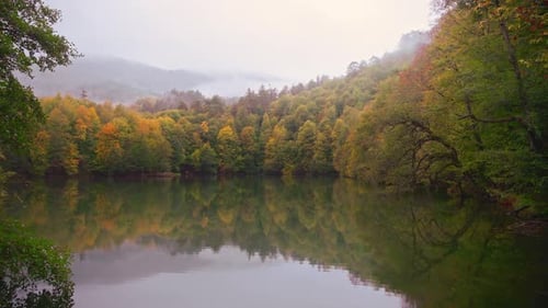 Misty Forest Reflections on a Calm Lake
