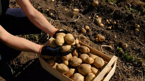 Harvest Potatoes in the Garden Selective Focus