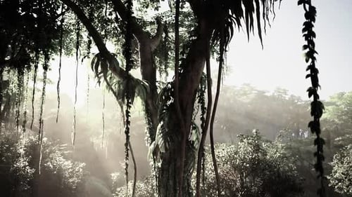 Sunlight Filters Through Trees in Forest