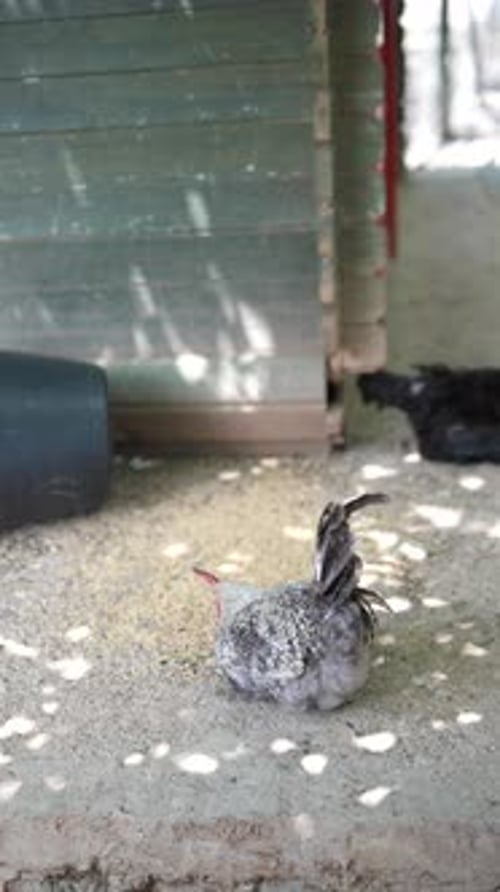 Chicken Lying on Concrete Step Near Blue Coop