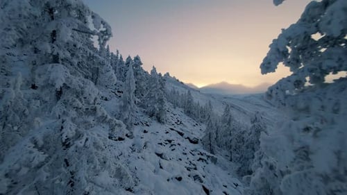 Majestic winter landscape with snow-covered trees at sunrise in a serene natural setting