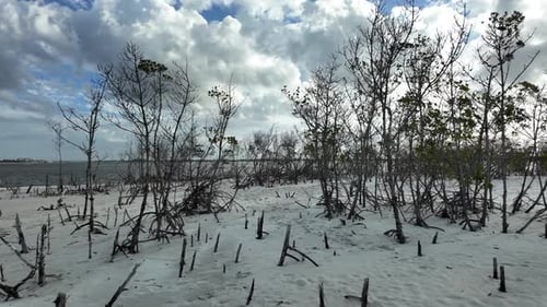 Walking through a deserted beach with bare trees.