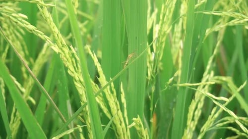 Close up shot of wild bug climbing on leaf of paddy plant in nature during sunlight