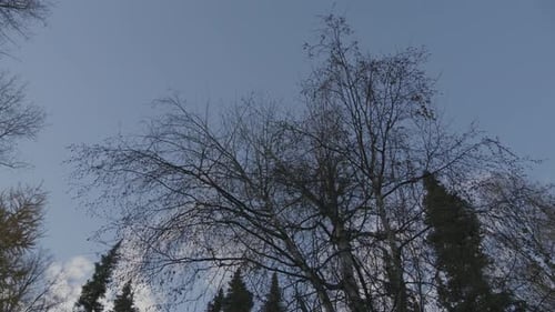 A quick time lapse of clouds rolling in over the blue sky with some trees framing the shot.