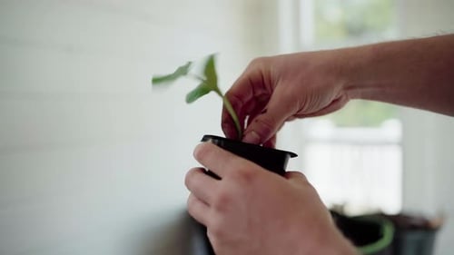 Hands Transplanting An Indoor Plant - Close Up