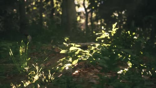 Sunlight Streaming Through Trees Illuminating Vibrant Green Plants in a Forest