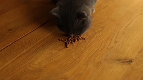 Gray Kitten Eating Food on Wooden Floor