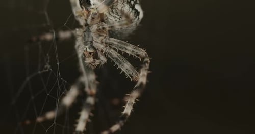 Énorme araignée dangereuse sur une toile d'araignée dans la nature sauvage