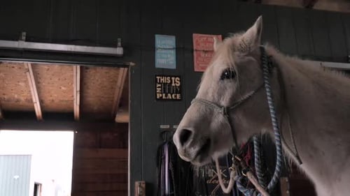 Cheval blanc debout dans une étable.