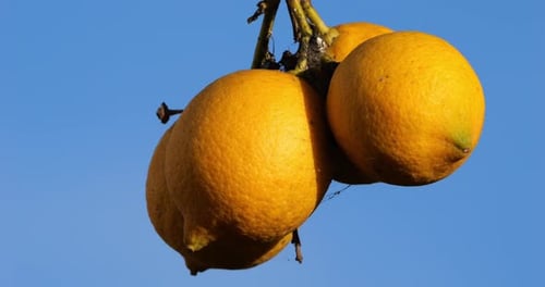 Lemon fruits on tree, Southern France, Occitania, France