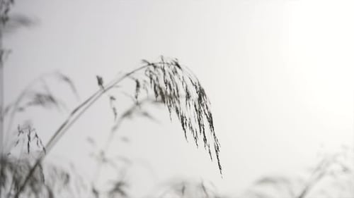Closeup Video of Ears of Cereal Swaying in the Wind