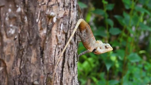 Lagarto de jardín oriental macho en un árbol en el país tropical Sri Lanka