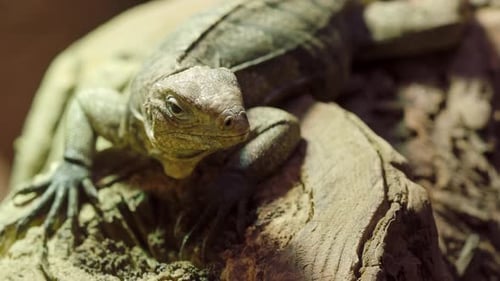 Cuban rock iguana, Cyclura nubila