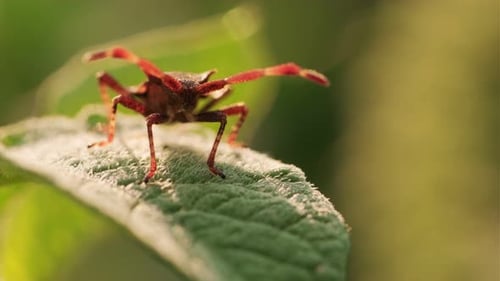 Brown Spiky Legged Insect on Green Leaf