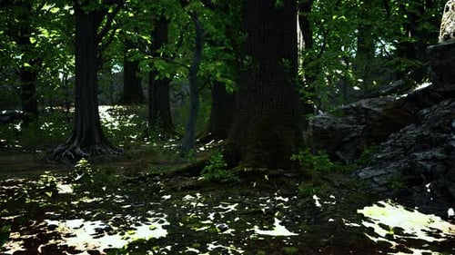 Roots of an Old Tree Overgrown with Moss