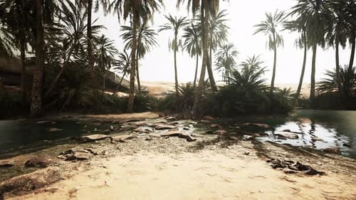 Panorama of Beautiful Oasis Surrounded By Sand Dunes
