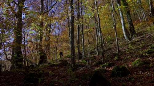 Active man hiking through the forest path covered with colorful fallen leaves