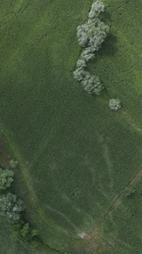 Aerial View Rural Plant Field