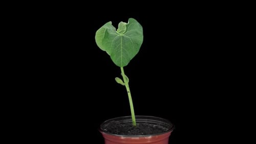 Time lapse of growing Flambo bean seed in a pot