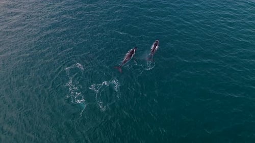 Aerial View of Two Whales Swimming in the Ocean