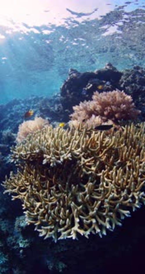 Aquatic Nature with Living Corals and Sunlight in Blue Ocean Tropical Sea Underwater Scenery