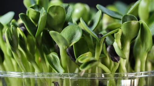 Close Up of Bright Green Sunflower Sprouts