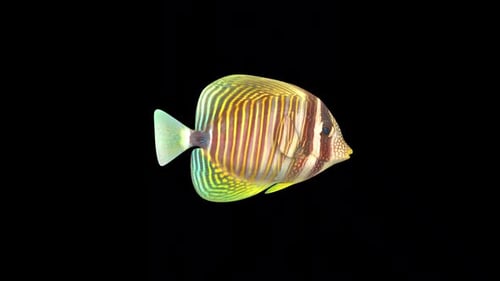 Butterfly Fish