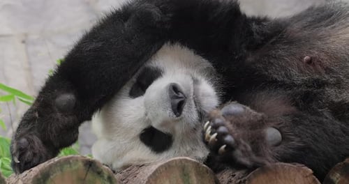 Giant panda is sleeping (Ailuropoda melanoleuca) also known as the panda bear or simply the panda,