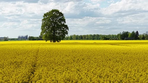 Un vaste champ de colza d'un jaune éclatant s'étend sous un ciel lumineux parsemé de nuages blancs, un exploit