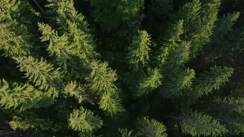 Dense evergreen forest with sunlight illuminating treetops in lush greenery, aerial view