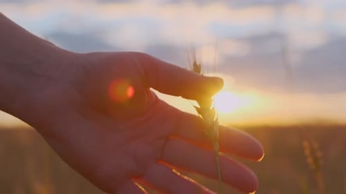 Farmer's female hand touching ears of wheat or rye in field at sunset