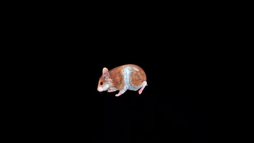 Wild Hamster Idle 2
