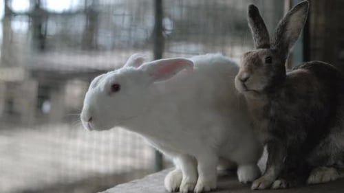 Two Rabbits in Cage on Farm Happy Fluffy Bunnies Sitting on Wood