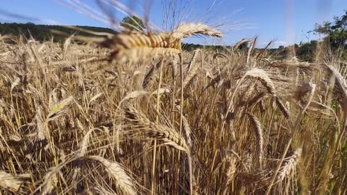 Yellow Spike Wheat Field Sway In The Wind 15