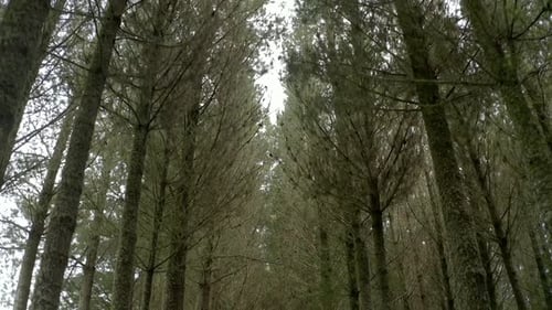 Between lines of grown pine trees in man made forest, forestry management
