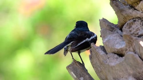 The Oriental magpie-robin is a very common passerine bird in Thailand in which it can be seen anywhe
