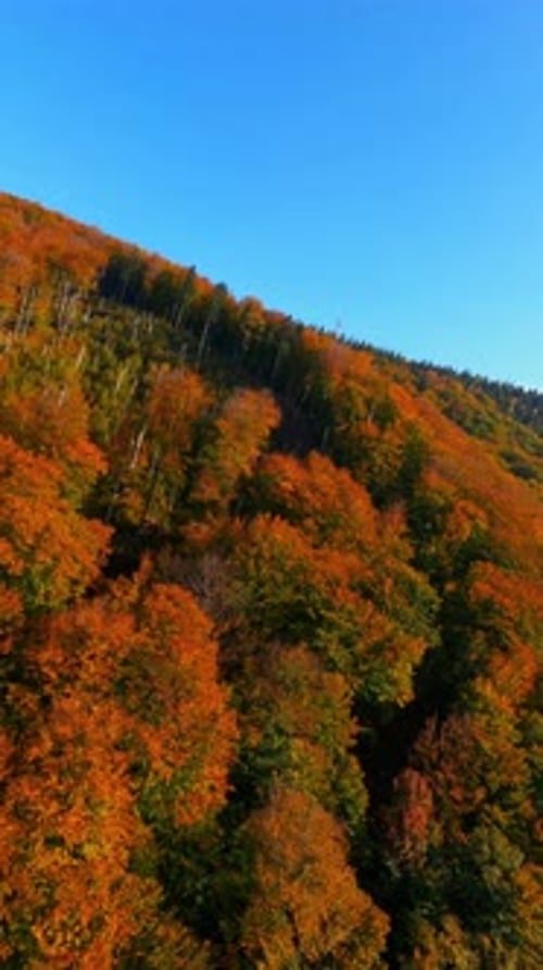 Picturesque FPV Aerial Drone Flight Above Autumn Mountains Beautiful Multicolored Orange Forest