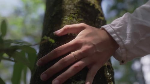 Close Up of Hand Feeling Mossy Tree Trunk in Forest