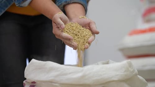 Grain Pouring from Hands Into Sack