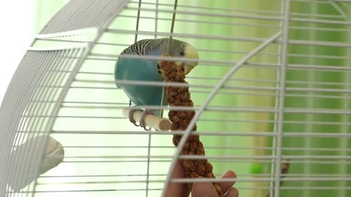41 1 People take care of and play with budgies of the "Czech" breed.