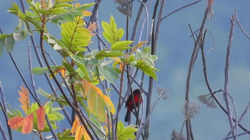 Vibrant Red Bird Perched in Lush Green Tree