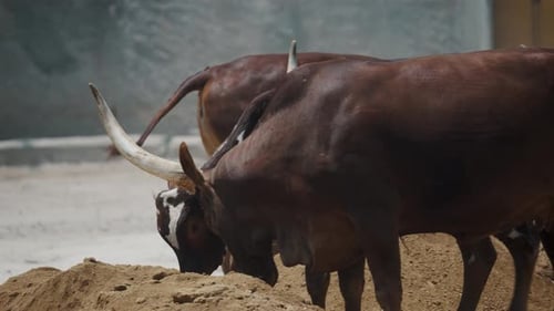 Brown Bulls With Horns Eating On The Pile Of Soil. - close up