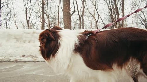 Young Woman Owner Walking with Her Border Collie Dog with Leash in Winter Park Dog Pet Making a