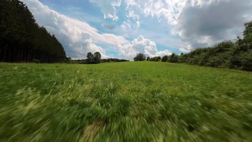 Drone close-up of a meadow near a forest