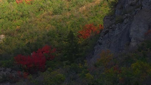A View of Fall Foliage Adorned in Shades of Autumnal Hues, With Vibrant Red Leaves Adding a Touch of