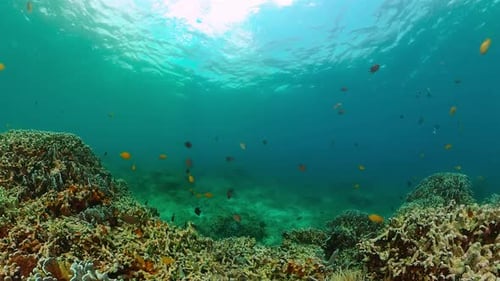 Coral Reef Habitat with Many Small, Colorful Fish