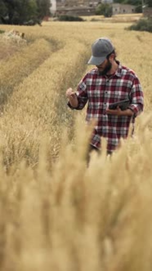 Agronomist Farmer Examining Cereal Crops Quality in the Wheat Field in Summer Using Digital Tablet